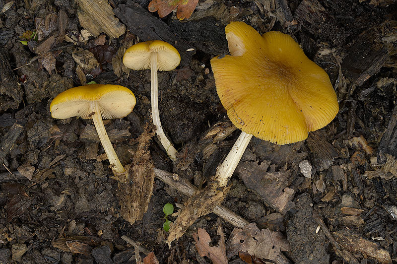 Pluteus chrysophlebius